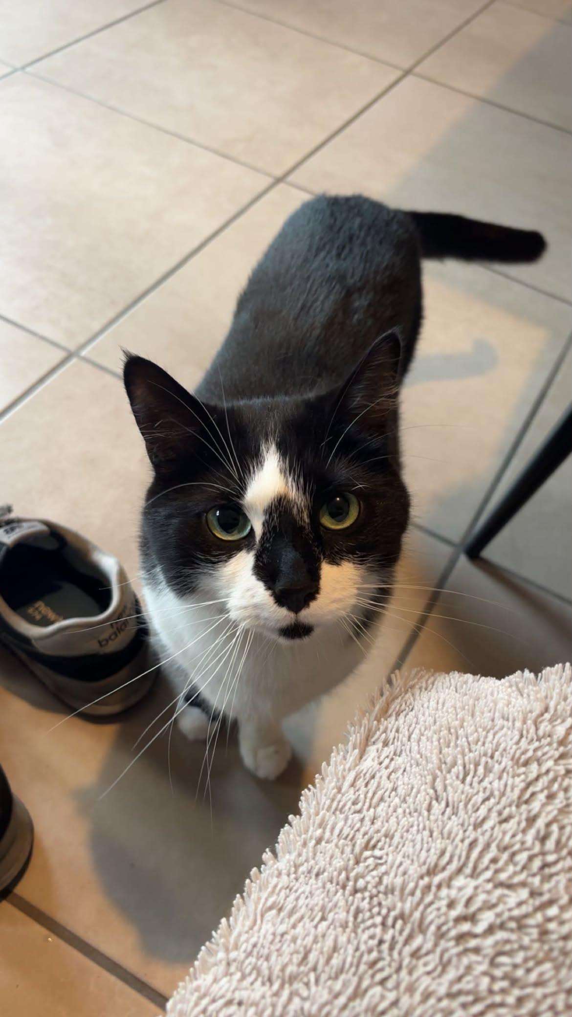 Un chat noir et blanc assis sur un carrelage, la tête levée vers l’objectif