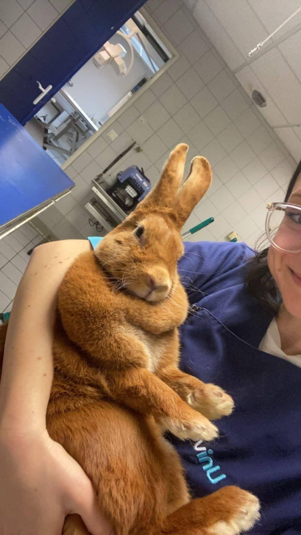 Eva tient un grand lapin roux contre elle, en salle de consultation vétérinaire