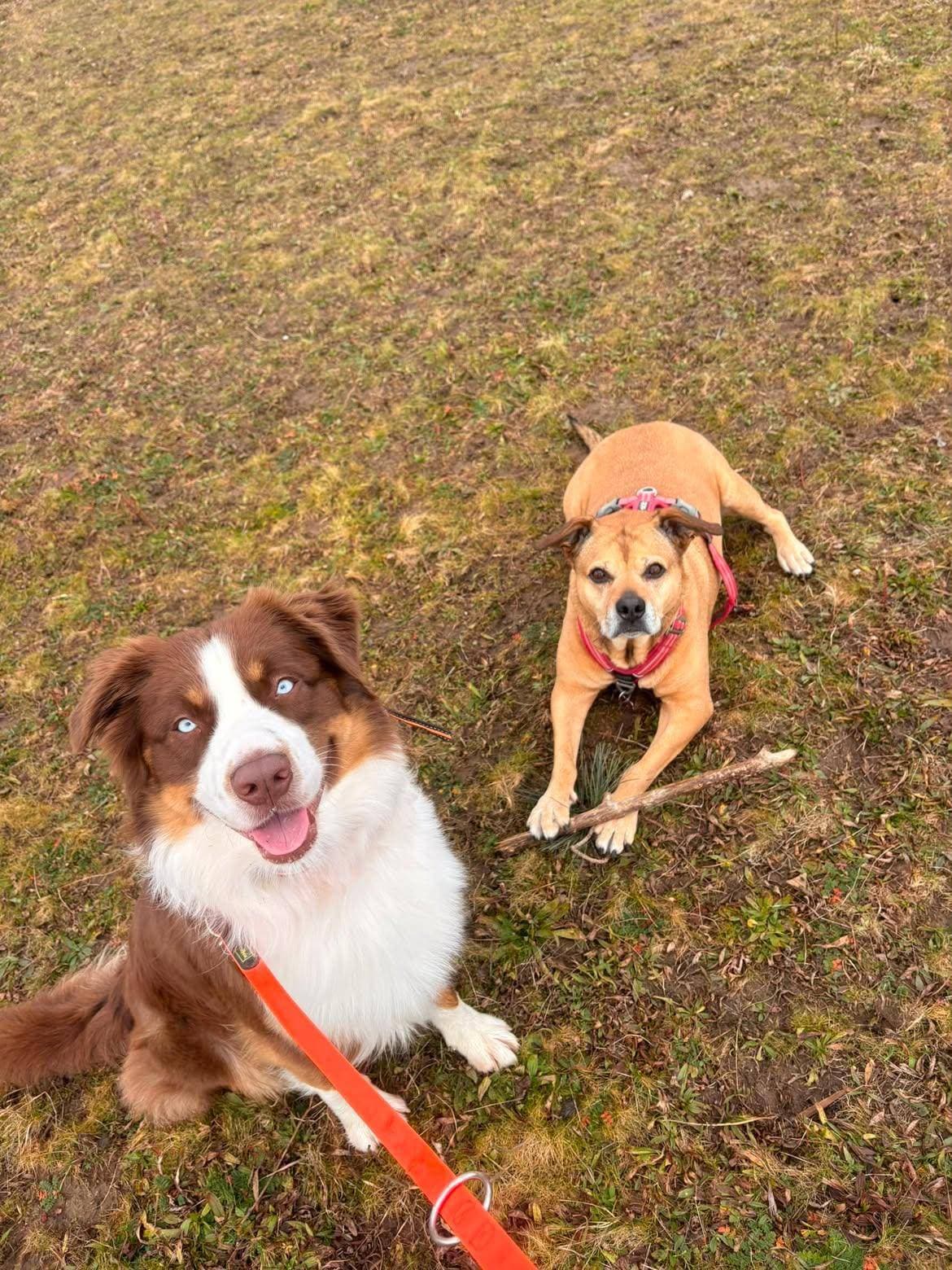 Un berger australien roux et blanc, assis en laisse, et un chien fauve couché dans l’herbe près d’un bâton